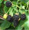 Blackberry Rubus fruticosus